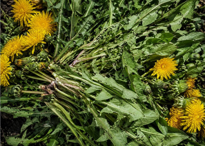 Dandelion Root