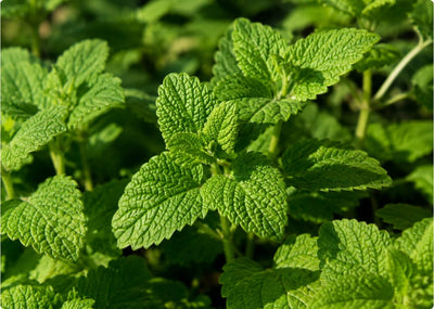 Lemon Balm Leaf