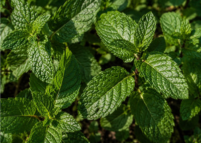 Peppermint Leaf